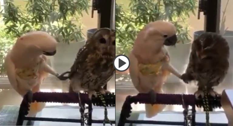 Viral Video : బేబీ ఏమైంది.. న‌న్ను డిస్ట్ర‌బ్ చేయ‌కు ప్లీజ్ నా మూడ్ బాగ‌లేదు.. ప‌క్షుల విర‌హ వేద‌న‌