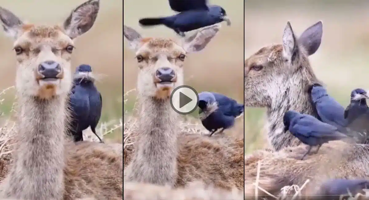 Viral Video in Nest with deer fur idea of birds