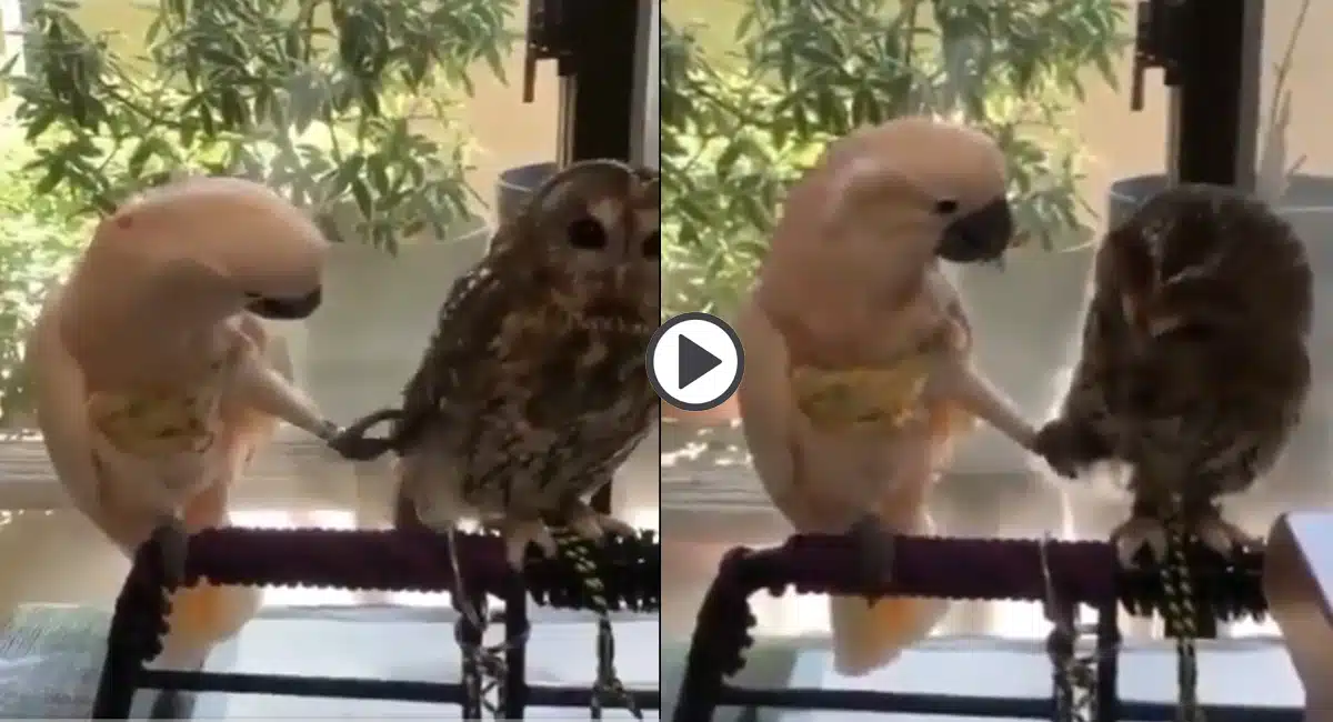 Birds please do not disturb me Viral Video