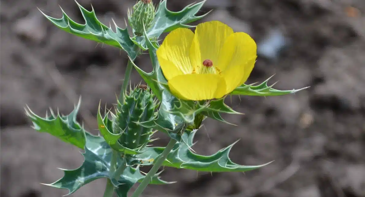 health benefits in argemone mexicana brahmadandi plant uses
