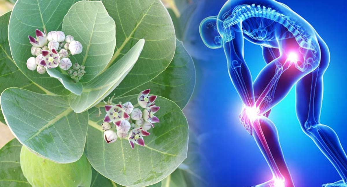 Health Benefits : ఈ ఆకు చేసే మేలు అంతా ఇంత కాదు.. వెంట‌నే నొప్పుల‌న్నీ మాయం