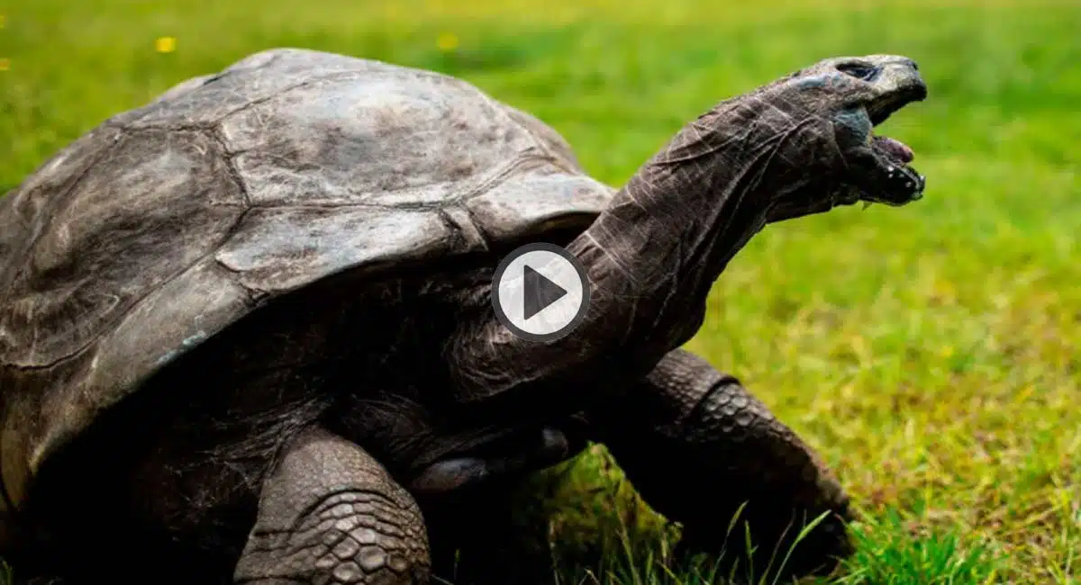 jonathan the oldest tortoise living animal on earth jonathan turns 190 years