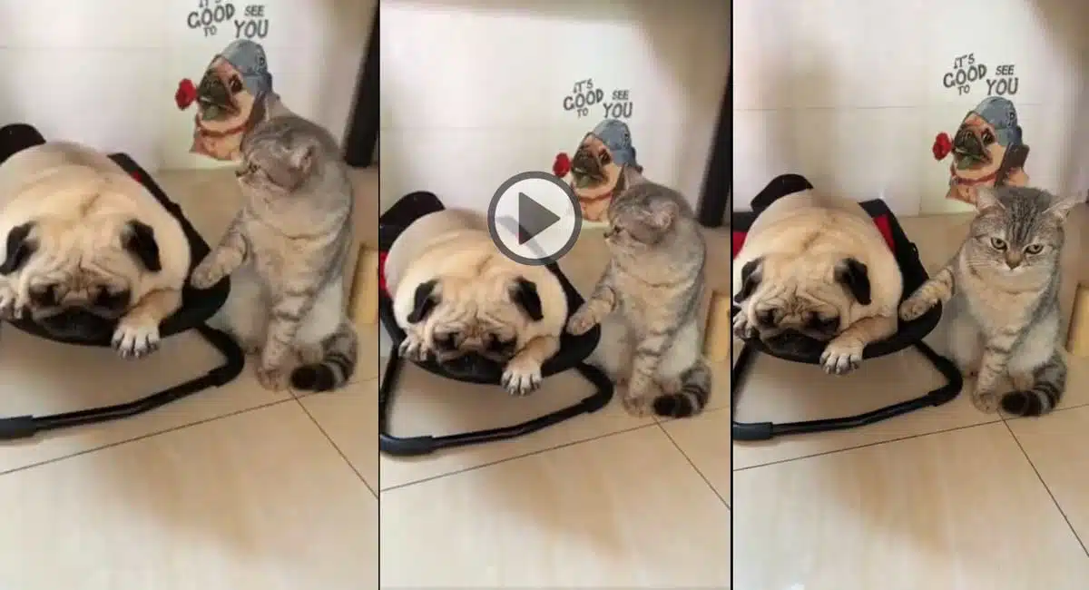Viral Video Cat as dog assistant