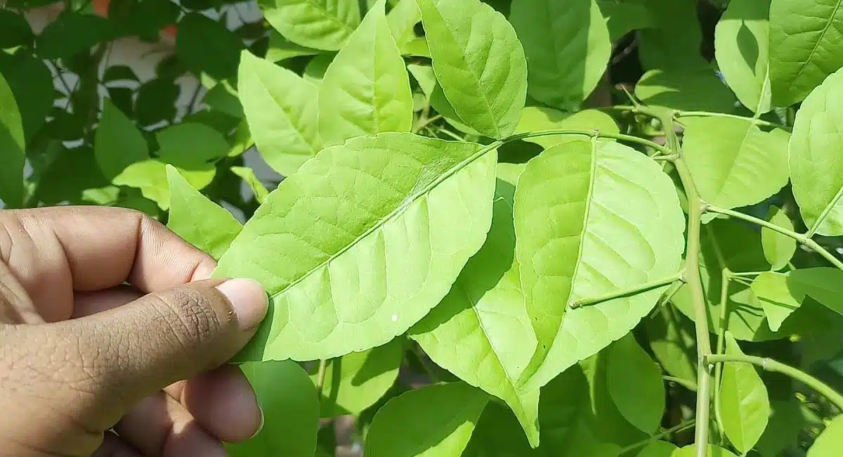 Health Benefits in Bilva leaves 
