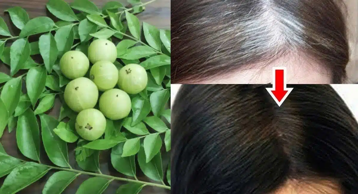 amla and coriander leaves for grey hair treatment