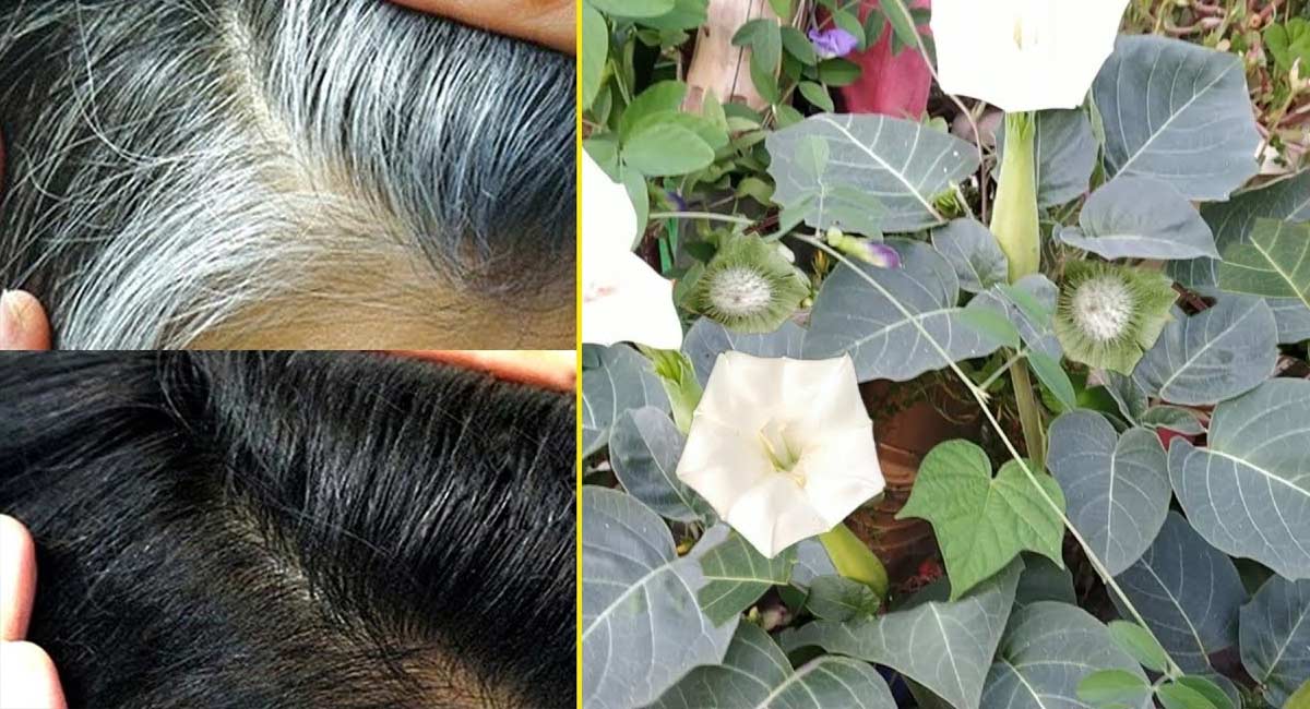 ummettha leaves that turn white hair goes to black