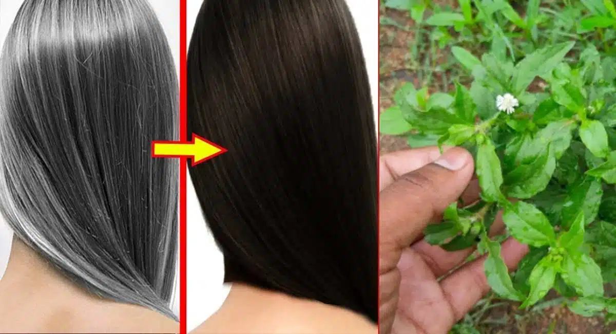 gunta galajara and bhingraj leaves benifits to hair blockening