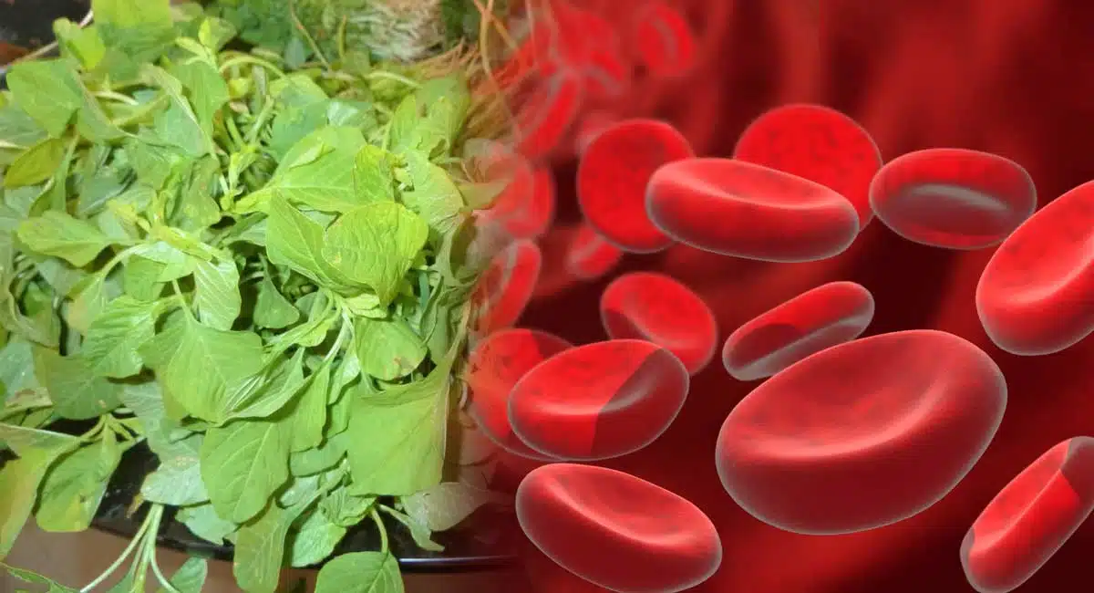 Health Benefits What Causes of Anemia Iron Deficiency Vitamin B12 Improve Hemoglobin