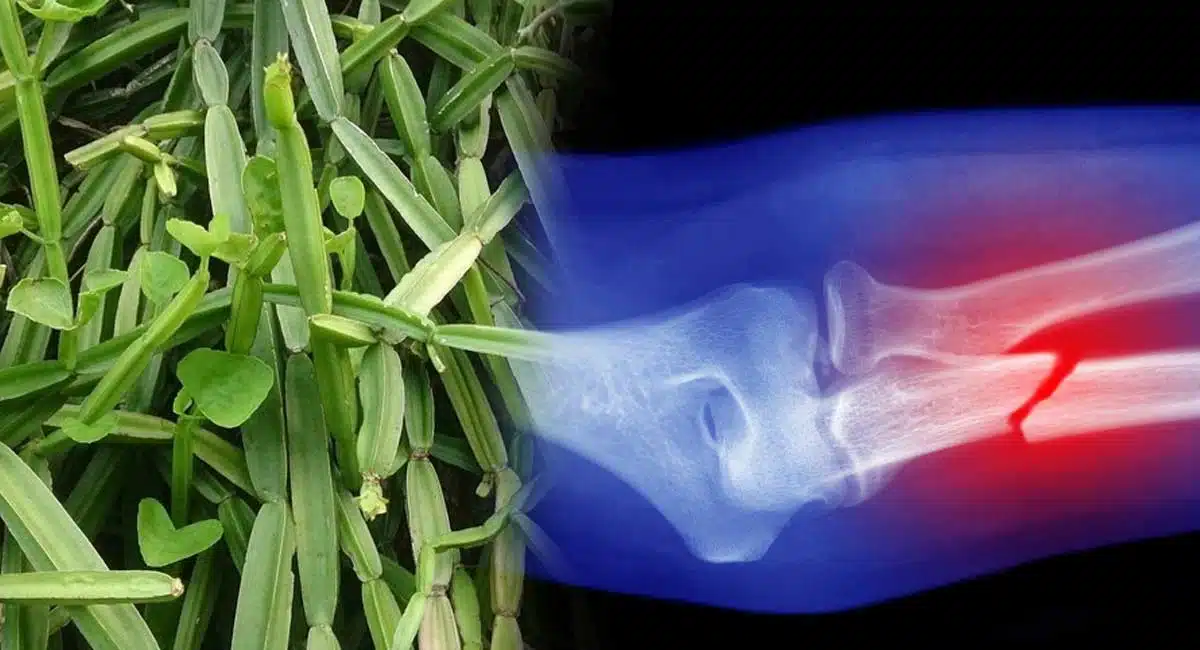 amazing health benifits of nalleru palnt