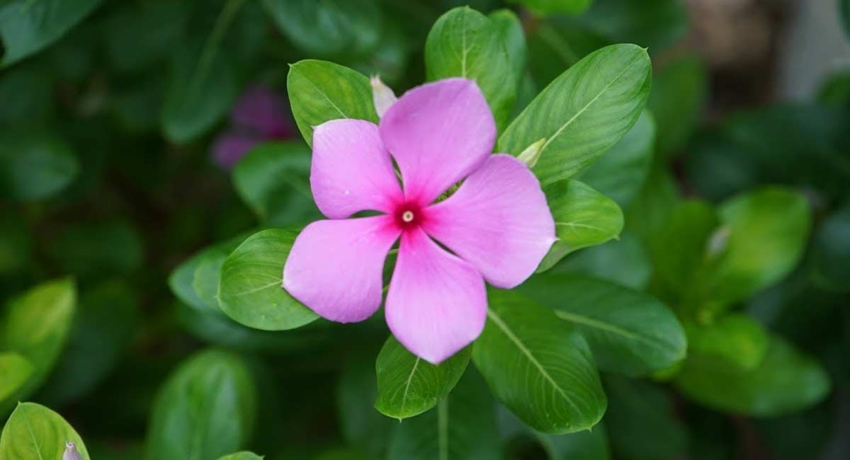 amazing Health Benefits of Madagascar Periwinkle