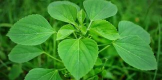 Health Benefits of Kuppintaku  leaves