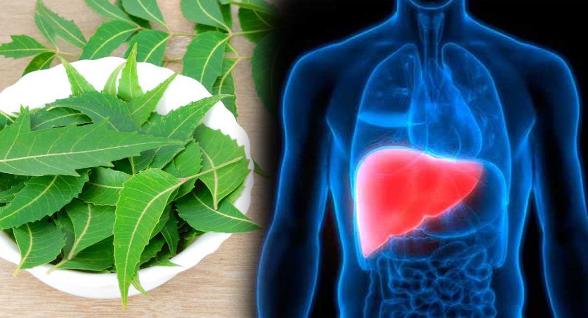 Health Benefits : వేపాకులుంటే చాలు.. రెండే రెండు నిమిషాల్లో లివర్ ను క్లీన్ చేసుకోవచ్చు!