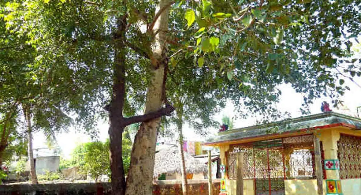 why do ravi and neem trees are grow together in the Temples