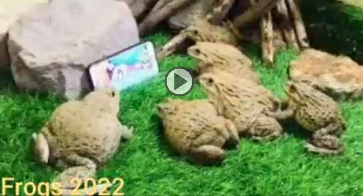frogs watching video in smart phone video viral