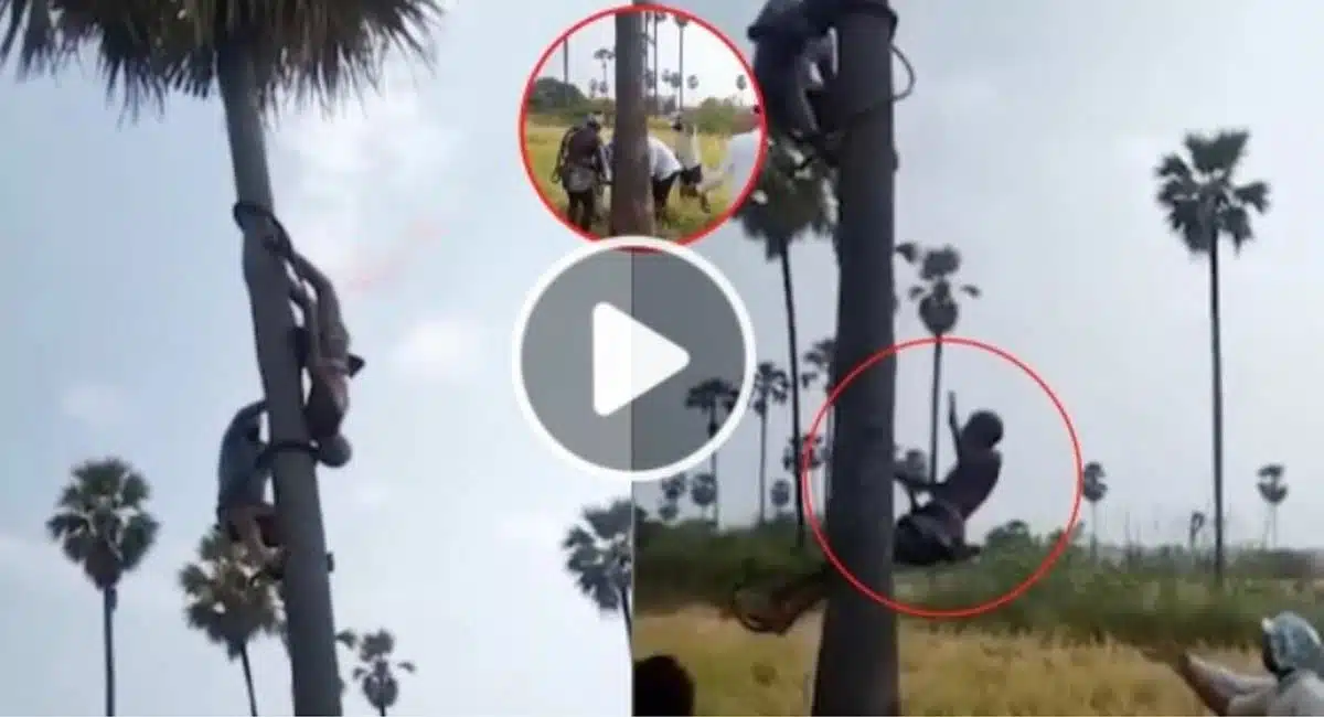 Goud accidentally falls from palm tree Video Viral