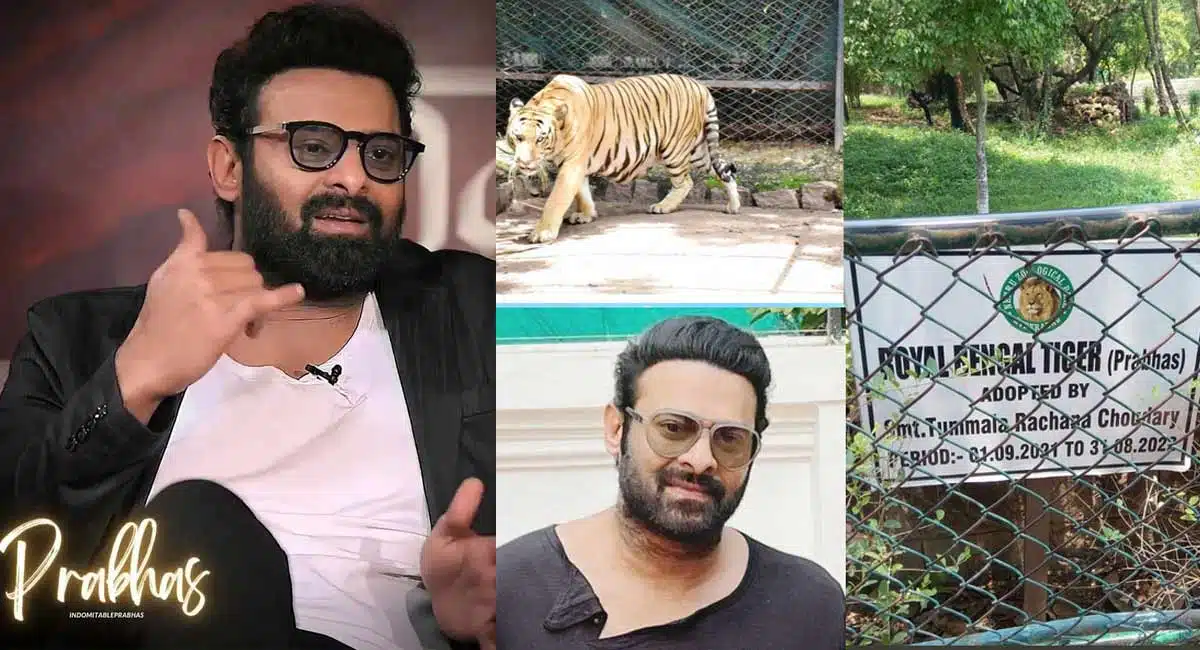 Young Rebel Star Prabhas Name For Bengal Tiger
