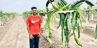 Business Idea punjab farmer grows organic dragon fruit earns lakhs