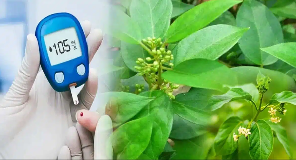 Health Benefits in gurmar leaves for type 2 diabetes