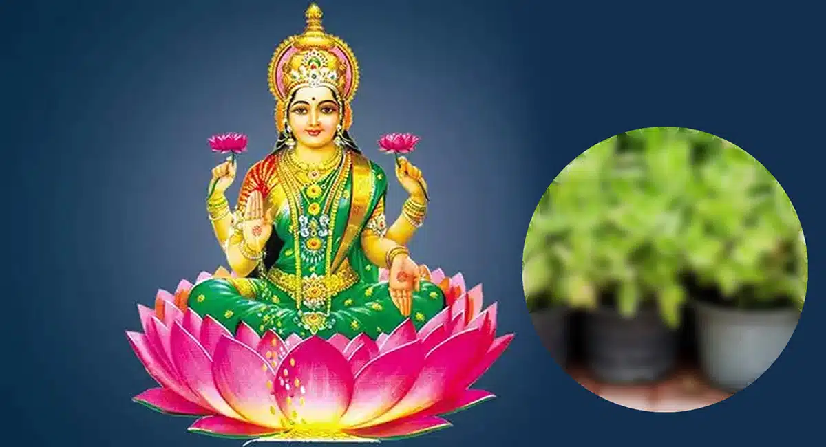 wealth peace of mind and many more benefits due to this plant do not give up if found
