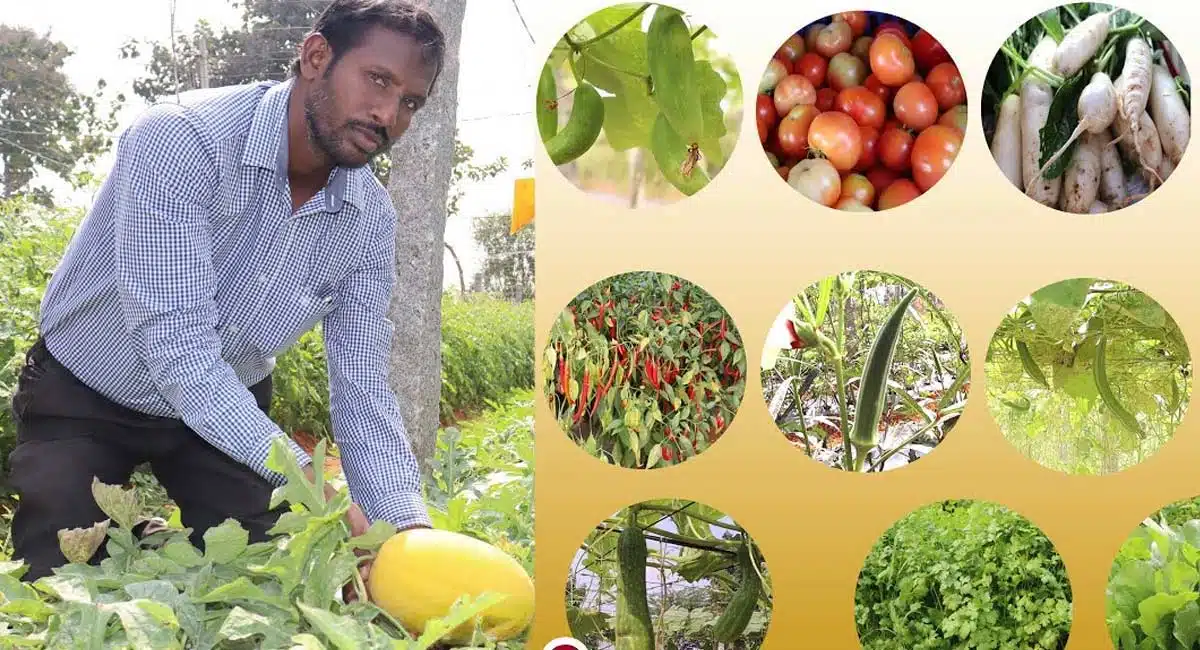business idea of Organic Farming growing vegetables