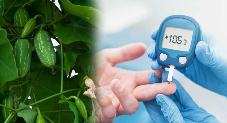 Diabetes : దొండ ఆకులతో షుగర్ కంట్రోల్.. అది ఏలా !