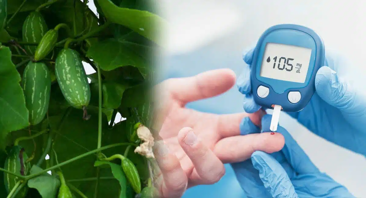 Diabetes control in Ivy Gourd Leaves 