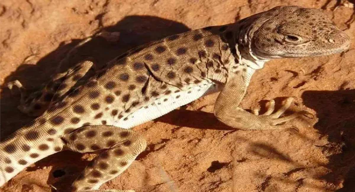 Gecko lizard : కోట్లు విలువ చేసే బ‌ల్లి.. దొరికితే కోటీశ్వ‌రులే.. ఇలా చేస్తే క్రైమ్