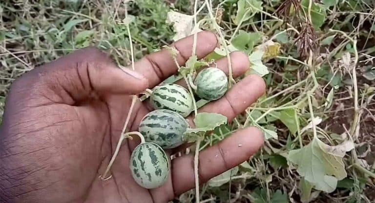 Health Benefits : మనం పిచ్చి మొక్క అనుకునే ఈ వెర్రి పుచ్చ మొక్క వల్ల ఇన్ని లాభాలు ఉన్నాయా…