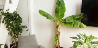 planted the Banana tree in house for vastu