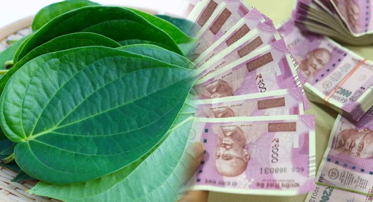 Betel Leaves : తమలపాకు తో ఇలా చెయ్యండి.. ఇక మీకు డబ్బు కొరత ఉండదు…..