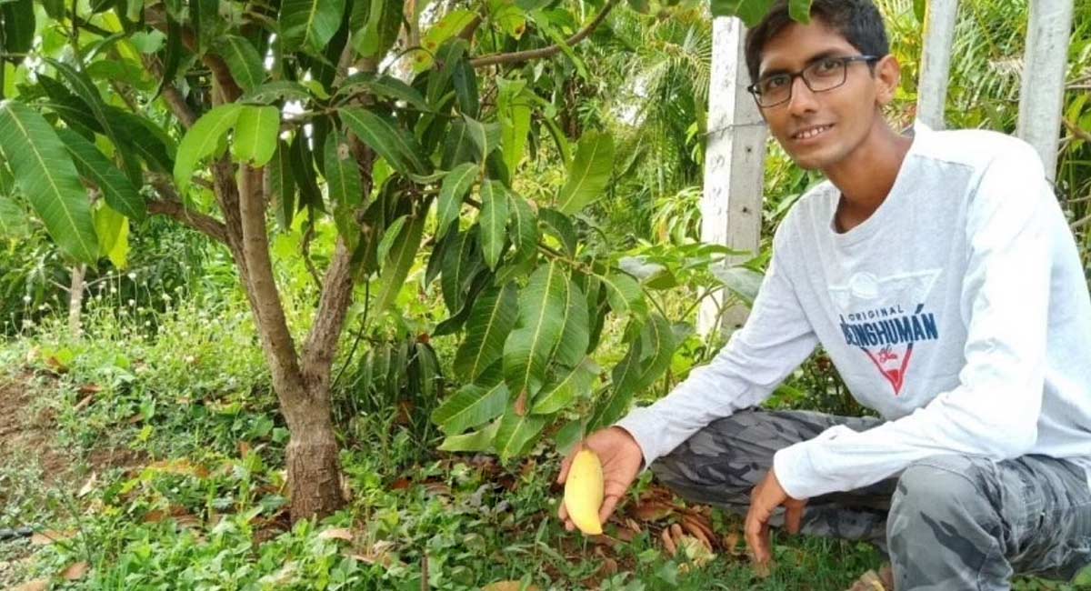 Business ldea unique mango variety farm gujarat jhariya family