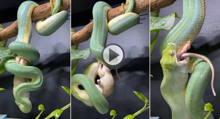Viral Video : ఈ పాముకి చిక్కితే అంతే.. అమాంతం తినేసింది.. వీడియో