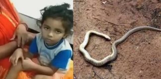 The snake that died as soon as it bit the boy