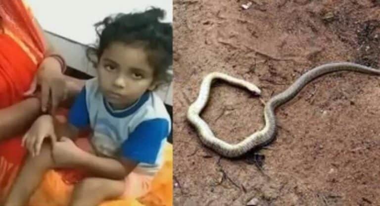 Viral News : బాలుడిని కాటేసిన వెంట‌నే చ‌నిపోయిన పాము… బాలుడికి మాత్రం ఏం కాలేదు ఎందుకంటే..