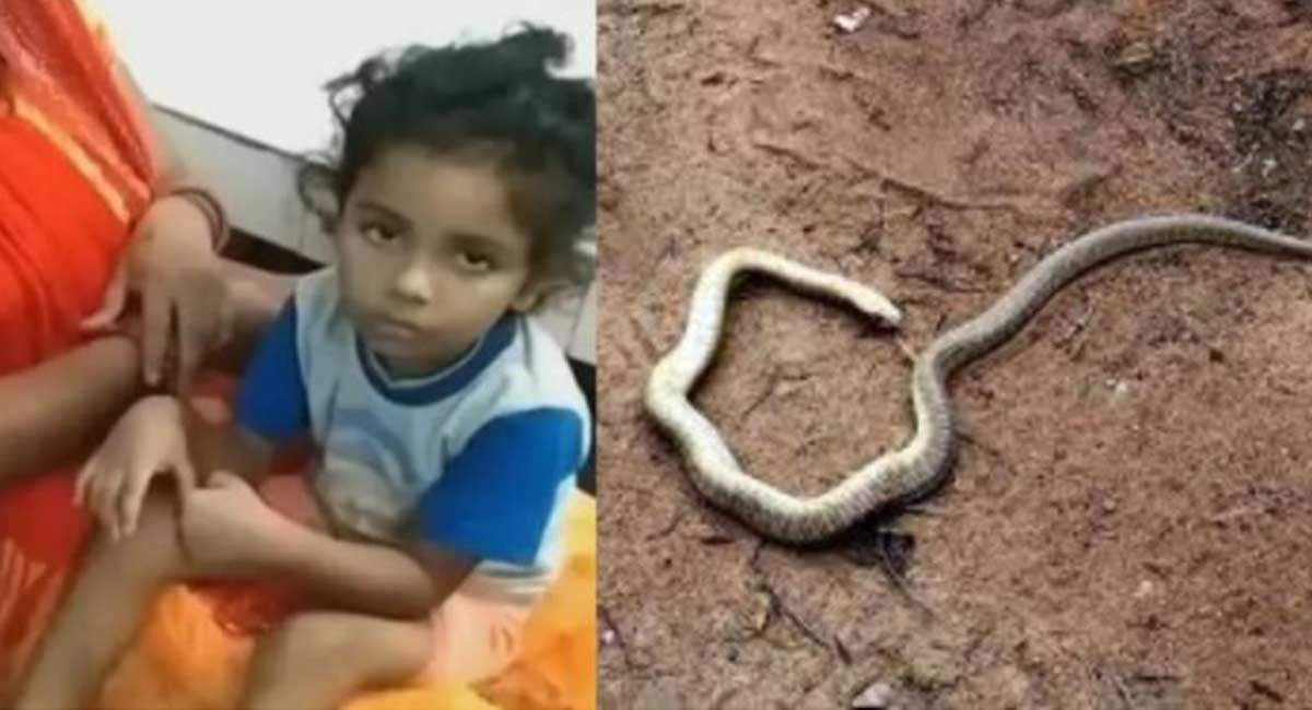 The snake that died as soon as it bit the boy