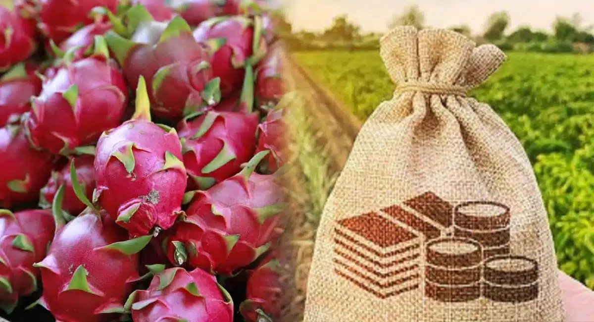 business idea farmers will get crores of rupees income by cultivating the Dragon fruit