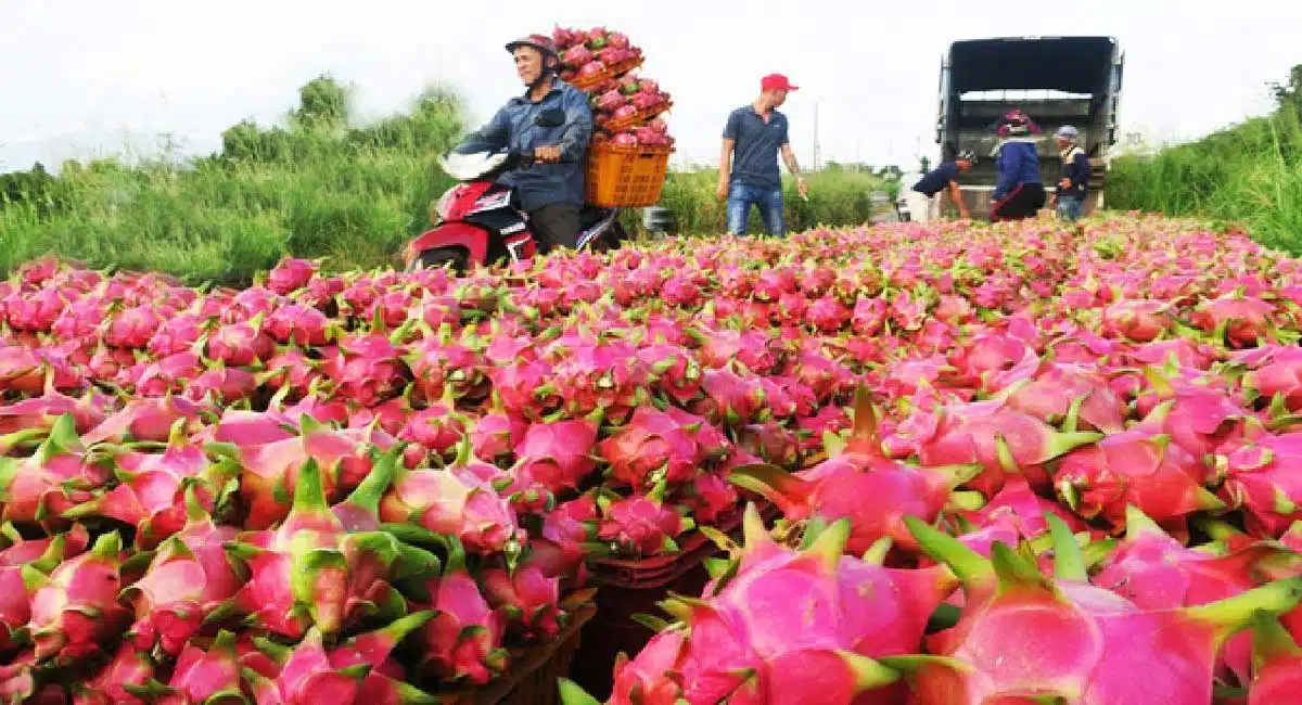 Business Idea Farmers cropping these dragon fruit get crores