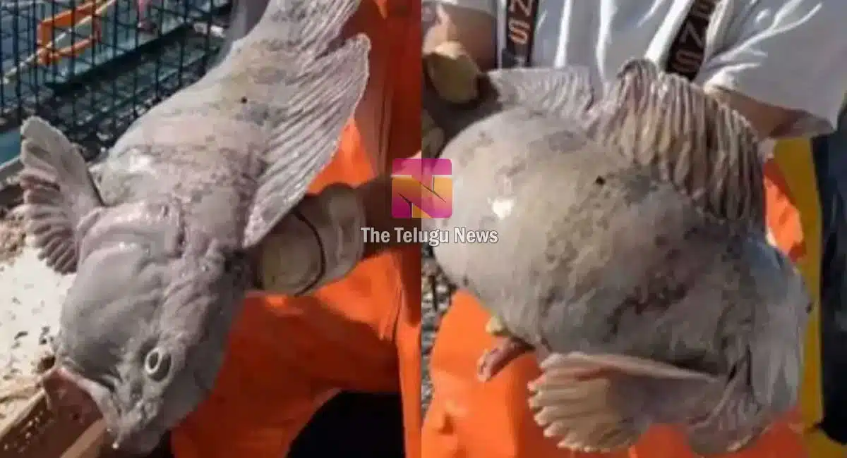 Viral Video A fish looks like Wolf