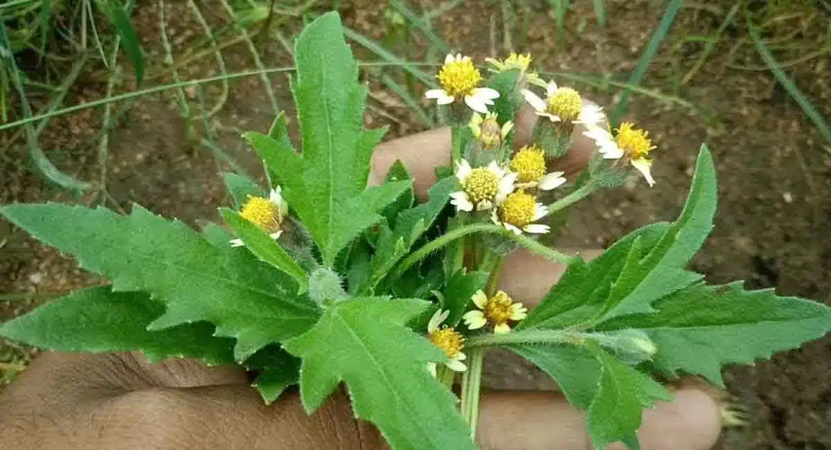 Health Benefits of gaddi chamanthi plant