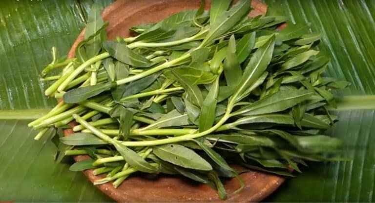 Health Benefits : గ్రామాలలో ఫ్రీ… నగరాలలో 10 రూపాయలు.. ఈ ఆకుకూరను తినడం వలన మూడు రకాల లాభాలు..