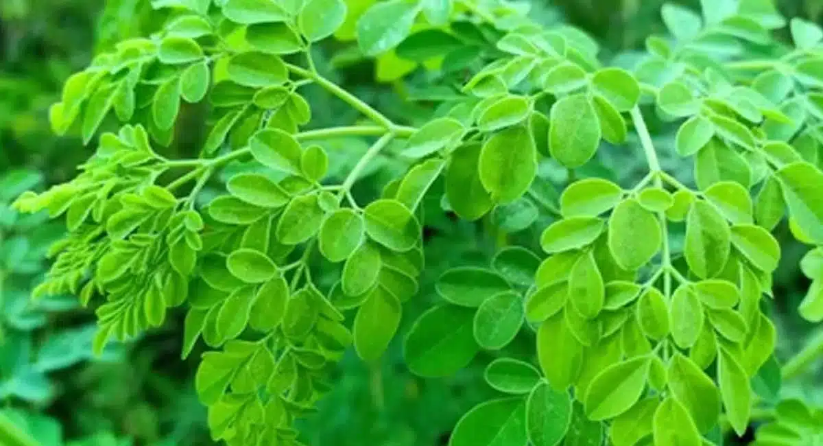 Health Benefits of Drumstick leaves clean the blood and liver in our body