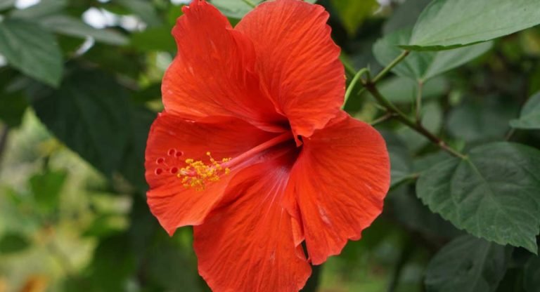 Hibiscus Plant : సూర్యుడికి ఈ మందార పువ్వులతో ఇలా పూజ చేయడం వల‌న అనారోగ్య సమస్యలు తొలగిపోతాయి…