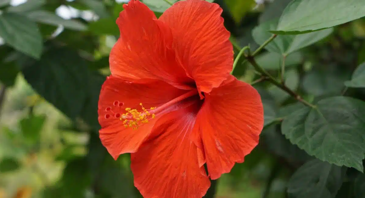Health Tips know the secrets of hibiscus flowers