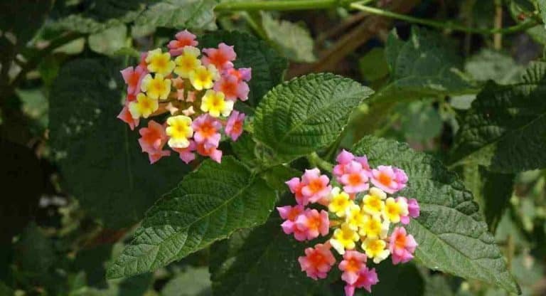Health Benefits : రోడ్ల పక్కన ఉండే ఈ మొక్క గురించి మీకు తెలిస్తే.. అస్సలు దాన్ని వదలరు…