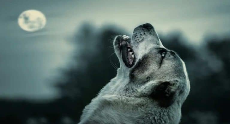Dogs : కుక్కలు ఆకాశంలోకి చూసి అరవడానికి కారణాలు ఇవా..