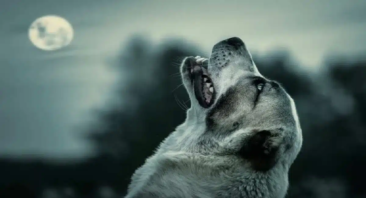 These are the reasons why dogs look up at the sky and howl