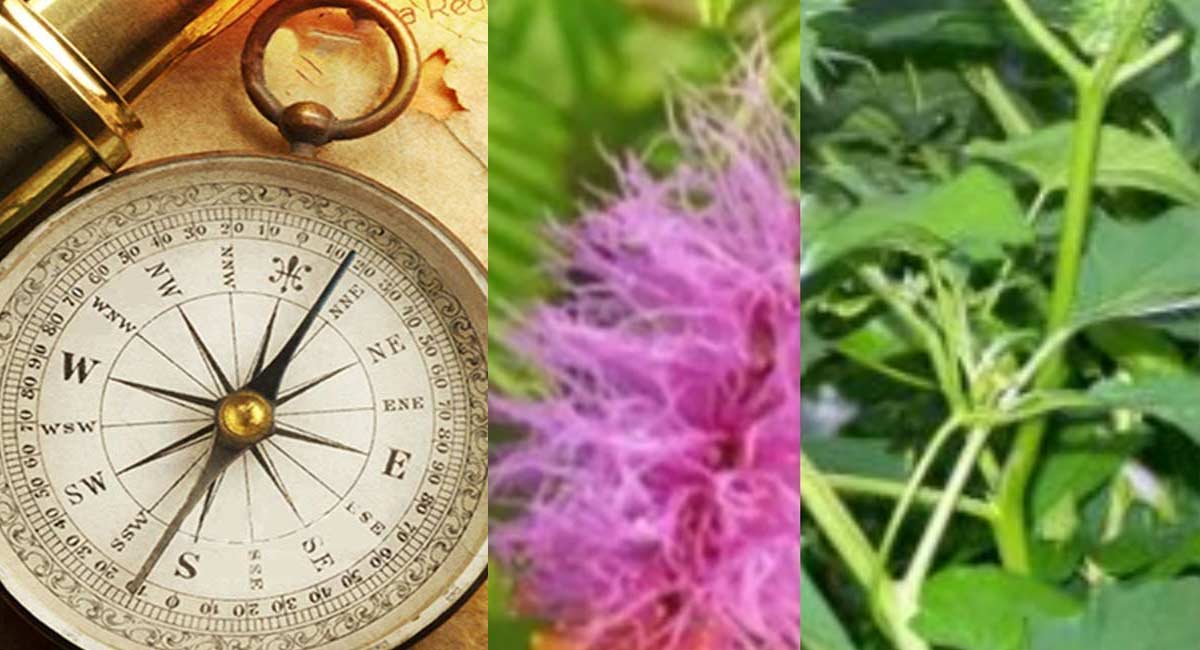 Vastu Tips : వాస్తు ప్రకారం గా ఈ 5 మొక్కలు మీ ఇంట్లో నాటినట్లయితే.. మీరు పట్టిందల్లా బంగారమే..