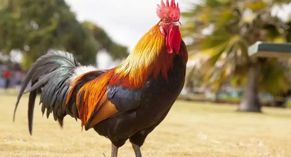 uttar pradesh family organises terahvin of rooster