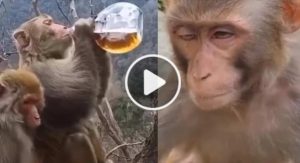 Viral Video funny monkey drinking alcohol