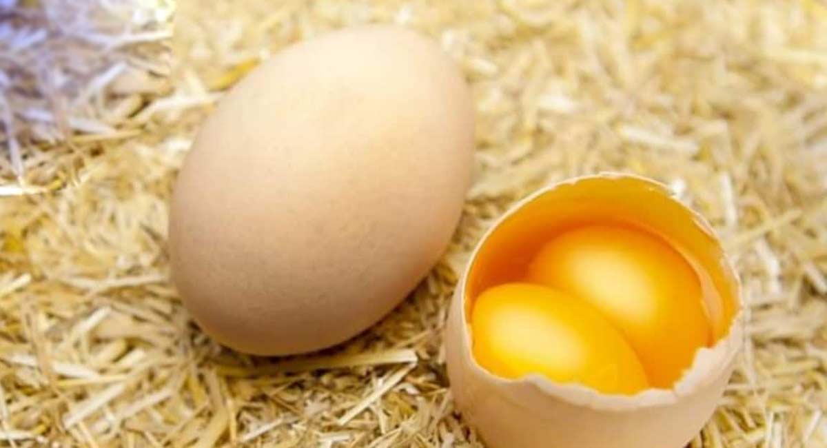 Expensive Eggs : ప్రపంచంలోనే ఖరీదైన గుడ్లు ఇవి… ధర ఎంతో తెలిస్తే ఆశ్చర్యపోతారు…!